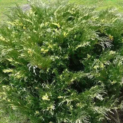 Можжевельник АНДОРА ВАРИЕГАТА горизонтальный  в Рогачеве