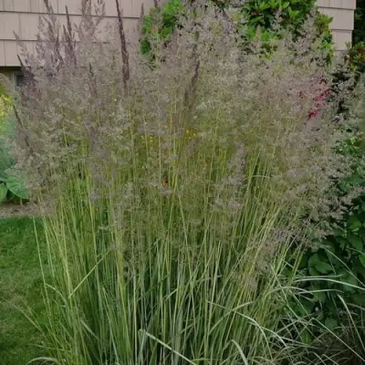 Вейник АВАЛАНШ остроцветковый в Рогачеве