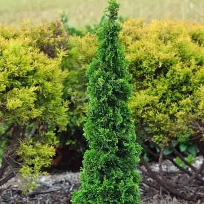 Туя СПИРАЛИС МИНИ западная в Рогачеве