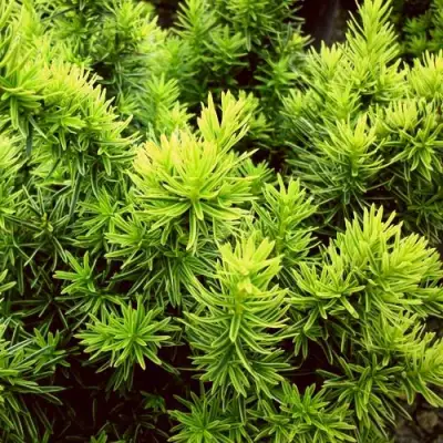 Тис ДАВИД ягодный в Рогачеве