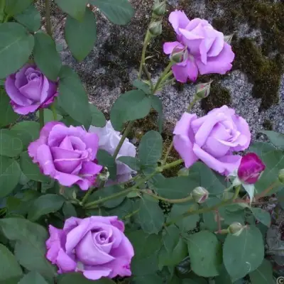 Роза СИЛЬВЕР СТАР чайно-гибридная в Рогачеве