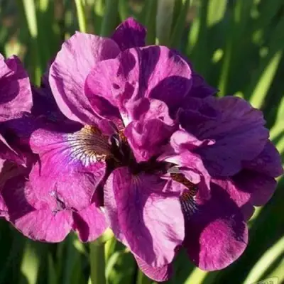 Ирис БАНДЛ ОВ ДЖОЙ сибирский в Рогачеве