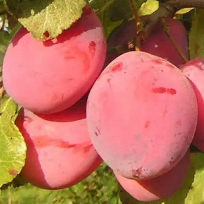 Слива ФАВОРИТЕ ДЕ СУЛТАНО в Рогачеве