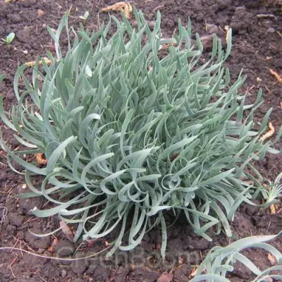 Лук СПИРАЛИС горный в Рогачеве