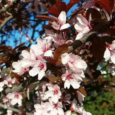 Слива ВУДИ растопыренная в Рогачеве