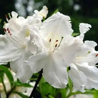 Азалия ОКСИДОЛ листопадная в Рогачеве