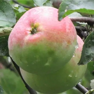 Яблоня МОСКОВСКОЕ ЗИМНЕЕ в Рогачеве