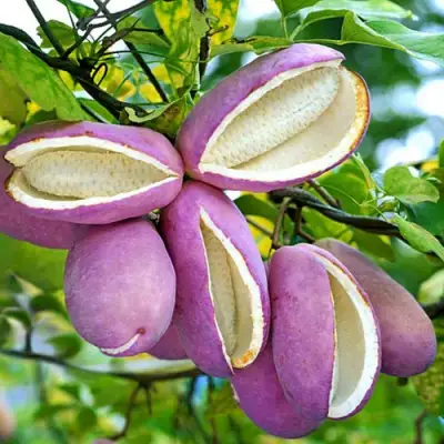 Акебия ПЯТЁРНАЯ  в Рогачеве