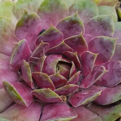 Молодило УФО в Рогачеве