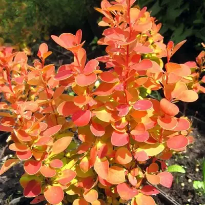 Барбарис ОРАНЖ ФАЙЕР тунберга в Рогачеве