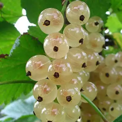 Смородина белая ЮТЕРБОРГСКАЯ в Рогачеве