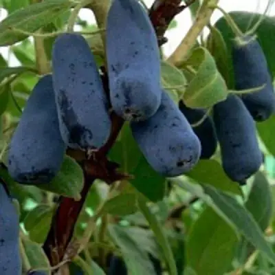 Жимолость съедобная ВОЛХОВА в Рогачеве