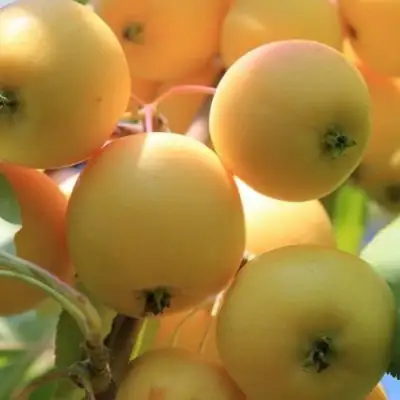 Яблоня УРАЛЬСКОЕ НАЛИВНОЕ в Рогачеве