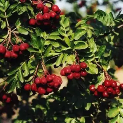 Рябина РУБИНОВАЯ сладкоплодная в Рогачеве