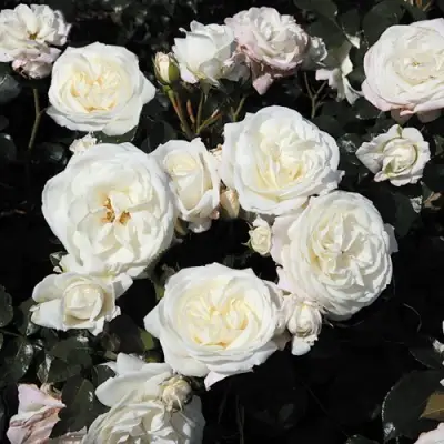 Роза АЛАБАСТЕР флорибунда в Рогачеве