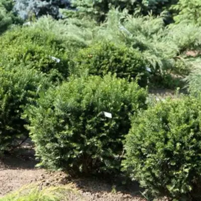 Тис НАНА остроконечный  в Рогачеве