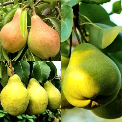 Комплект НАСТОЯЩИЙ ВОСТОРГ в Рогачеве