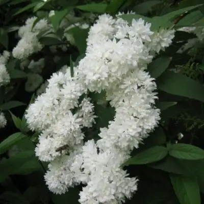 Дейция КАНДИДИССИМА шершавая в Рогачеве