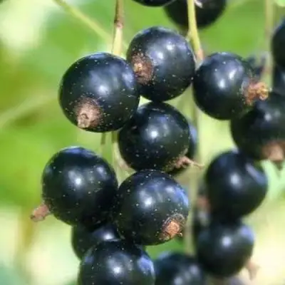 Смородина черная СТРЕЛЕЦ в Рогачеве