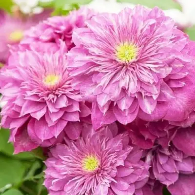 Клематис КАЙЗЕР в Рогачеве