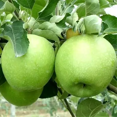 Яблоня РЕНЕТ СИМИРЕНКО в Рогачеве