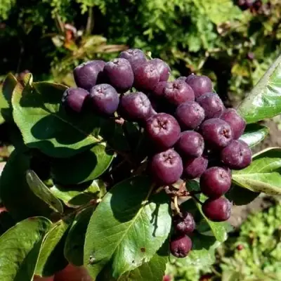 Рябина ЛИКЁРНАЯ сладкоплодная в Рогачеве