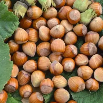 Фундук ТОНДА РОМАНА в Рогачеве