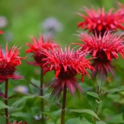 Монарда ПАНОРАМА РЕД в Рогачеве