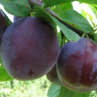 Слива СТАРТОВАЯ в Рогачеве