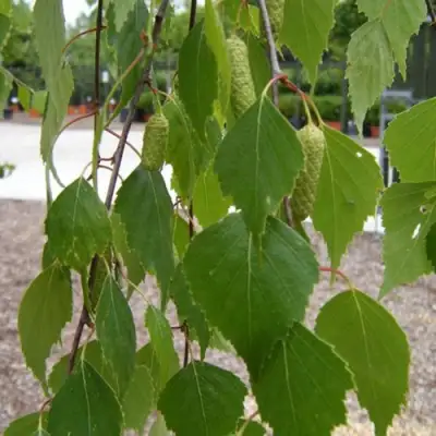 Береза ФАСЦИНЕЙШЕН белая  в Рогачеве