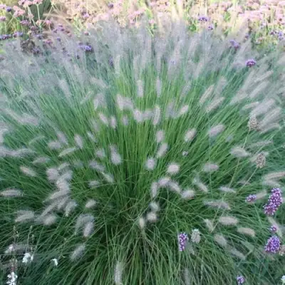 Пеннисетум ХАМЕЛН в Рогачеве