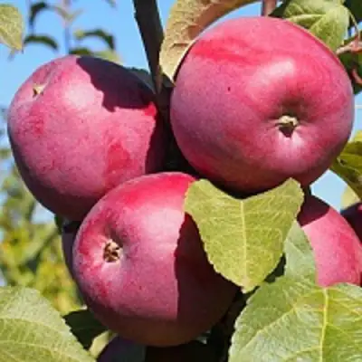 Яблоня ЗОРКА в Рогачеве