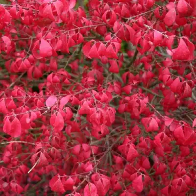 Бересклет КОМПАКТУС  в Рогачеве