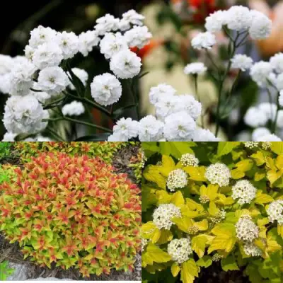 Комплект СОЛНЕЧНЫЙ МИКС в Рогачеве