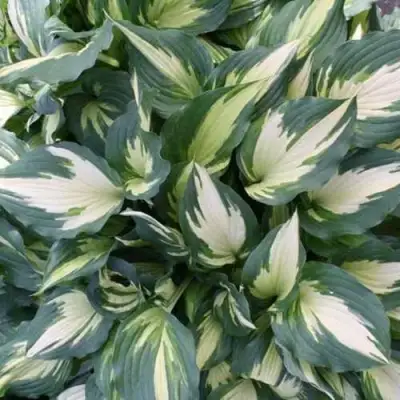 Хоста КРИСМАС КЭНДИ гибридная в Рогачеве