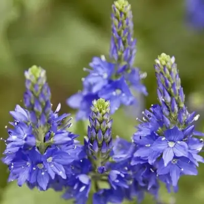 Вероника австрийская в Рогачеве