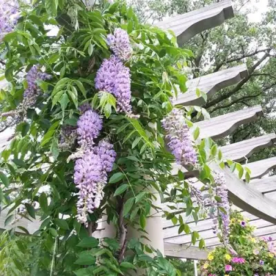 Глициния макростахия БЛЮ МУН в Рогачеве