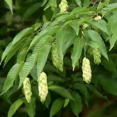 Граб японский в Рогачеве