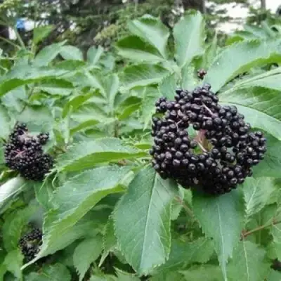 Бузина черная КЛАДЗЕЗЬ в Рогачеве