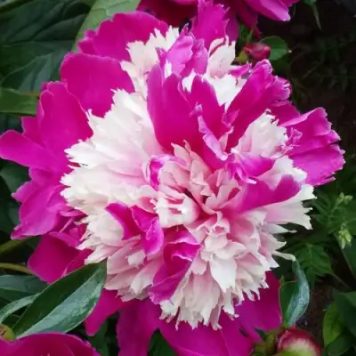 Пион КАПЛЯ РОСЫ травянистый в Рогачеве