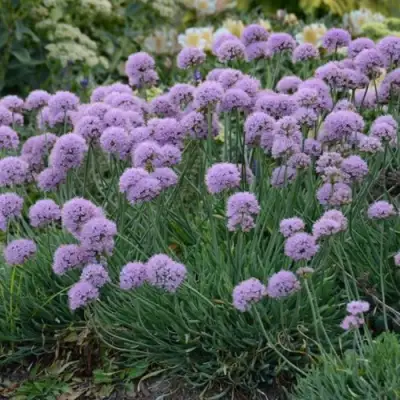 Лук ЛИЗА БЛЮ стареющий в Рогачеве