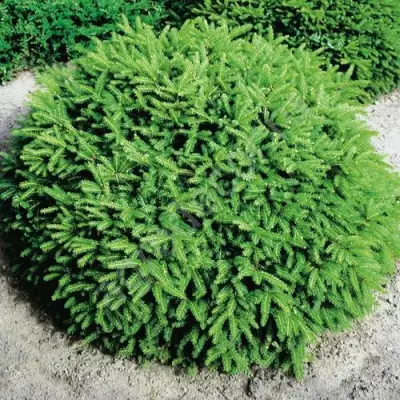 Ель НИДИФОРМИС обыкновенная в Рогачеве