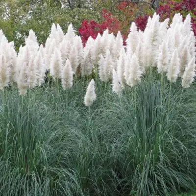 Кортадерия белая (пампасная трава) в Рогачеве