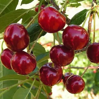 Черешня СЮБАРОВСКАЯ в Рогачеве