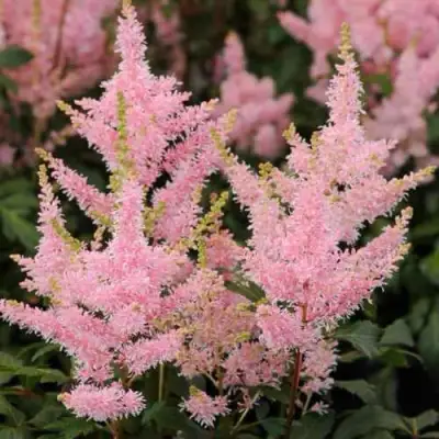 Астильба ЮНИК САЛМОН гибридная в Рогачеве