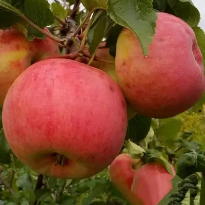 Яблоня БОЛОТОВСКОЕ в Рогачеве