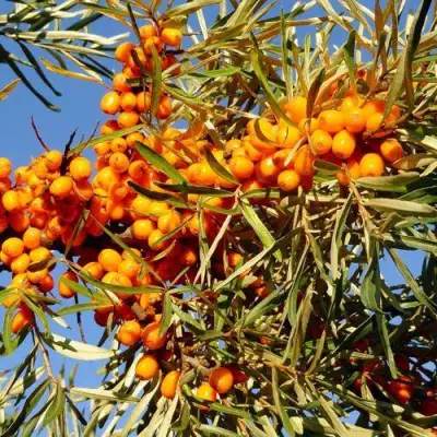 Облепиха ДАР МГУ в Рогачеве