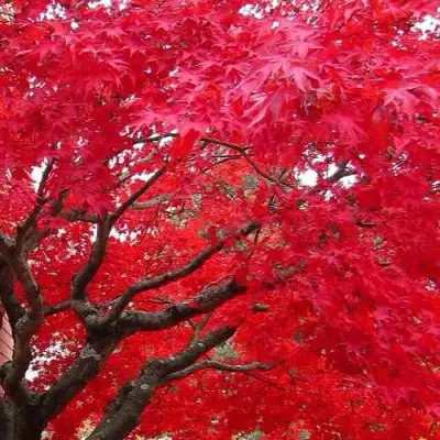 Клен гиннала  в Рогачеве