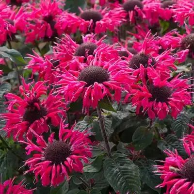 Монарда БИ МЭРИ гибридная в Рогачеве