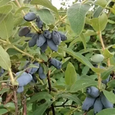 Жимолость съедобная НИМФА (ГАММА) в Рогачеве